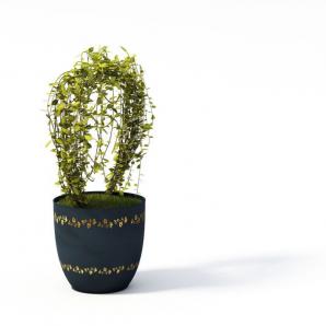 环形造型的盆栽植物