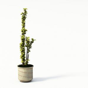 竖直向上的盆栽植物