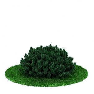 形似白皮松的灌木绿植