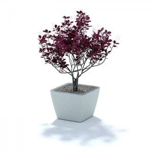 紫红色叶子盆栽植物