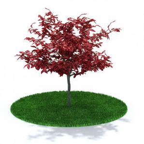 低矮红叶景观树木