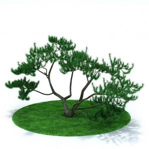 树枝上翘的松树 乔木