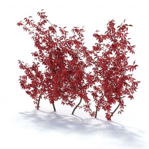 直行排列红色叶子灌木景观植物