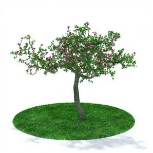 形似蔷薇花树的景观乔木