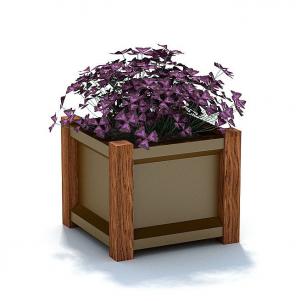 在花箱中的紫色三角叶花坛植物