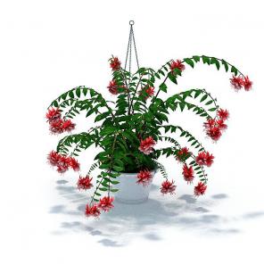 带金属吊环的红粉色吊篮花卉