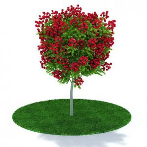 形似玫瑰树的景观乔木