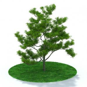 多枝、小尖叶景观树 乔木