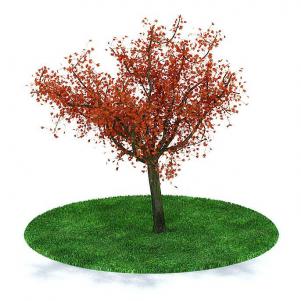 橙黄色的美国红枫树