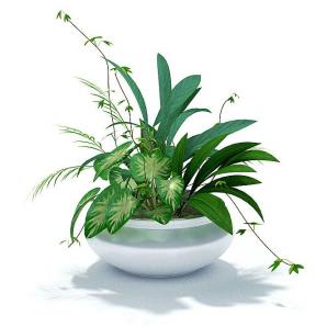 花叶、长叶合生盆栽植物