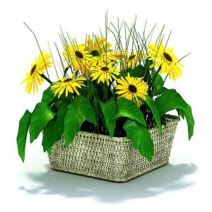 方形篮筐中的黄色花卉植物