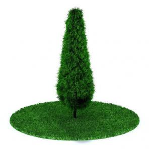 刺松、松柏灌木 树木