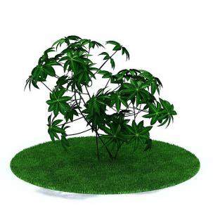 八角金盘树叶状景观树木