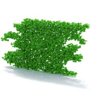 在单面墙上的常春藤植物墙