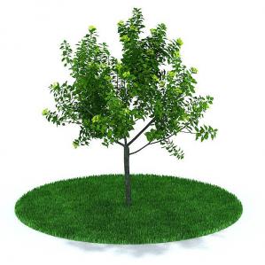 形似绿叶、绿花的景观树木