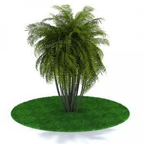 形似棕树的丛状景观树木