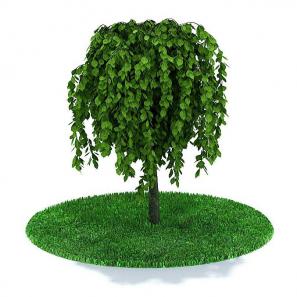 枝叶下垂的伞状景观树木