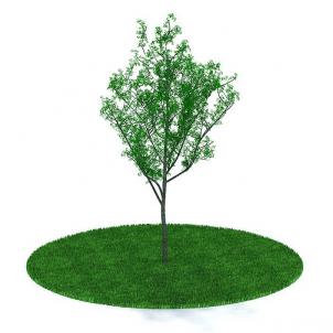 叶子稀疏的道旁树木