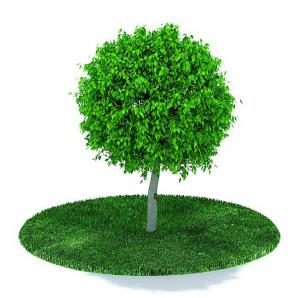 球状树形的道旁树木