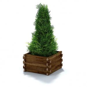 种植在木质花池中的塔形柏树灌木绿植