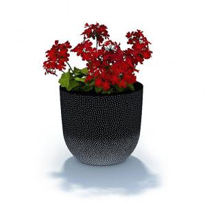 白色点状大花盆、红色花朵 盆栽花卉