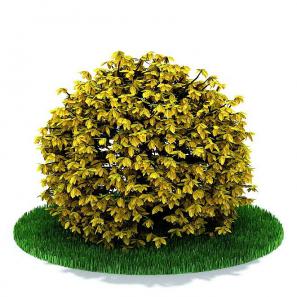黄叶、球形灌木绿植