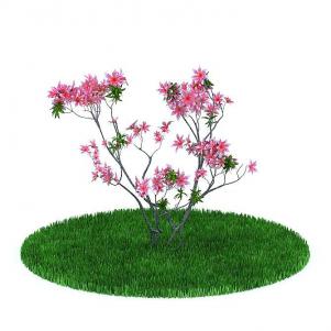 红色紫荆花树状的景观树木