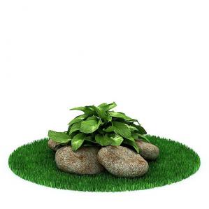 大叶灌木绿植、石头