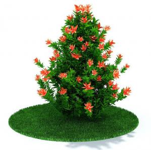 开有橙红色花的锥形灌木植物