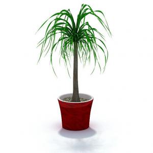 酒瓶兰、红色花盆 盆栽植物