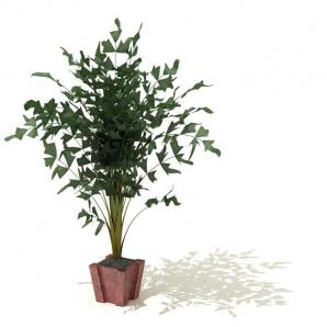 鱼尾葵盆栽植物