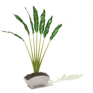 旅人蕉盆栽植物