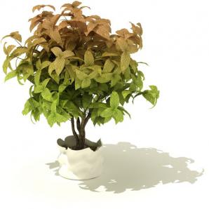 形似簿荷叶的渐变色盆栽植物