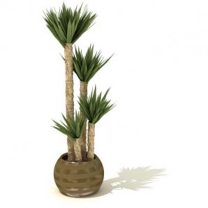 脚丝兰盆栽植物