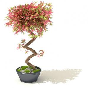 红色、绿色两色叶的盆栽植物