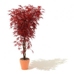 橙色花盆、红色的鸡爪槭盆栽植物