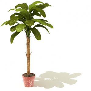 单株椭圆叶盆栽植物