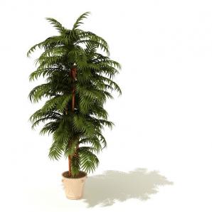 形似异叶南洋杉的盆栽植物