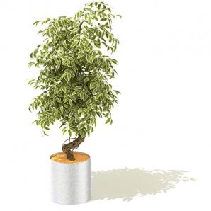 弯曲的花叶垂熔盆栽植物