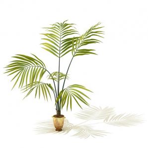 形似散尾葵的盆栽植物