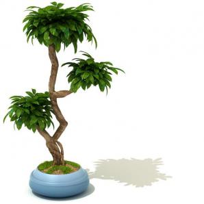 形似发财树的盆栽植物