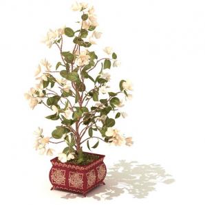 形似太平花盆的栽植物