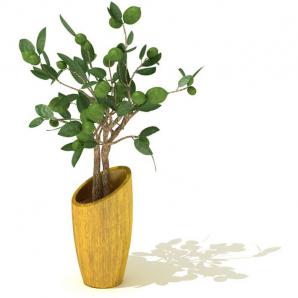 圆叶福禄桐盆栽植物