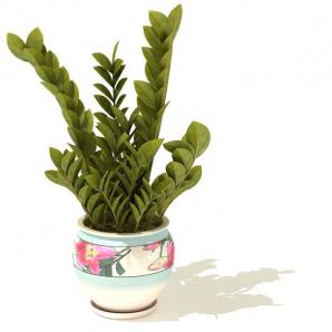 花卉图案花盆、金钱树盆栽植物