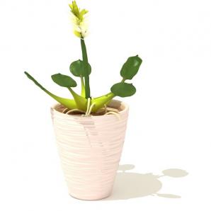 黄绿色凤眼蓝盆栽植物