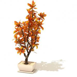 橙黄色叶子、像小檗的盆栽植物