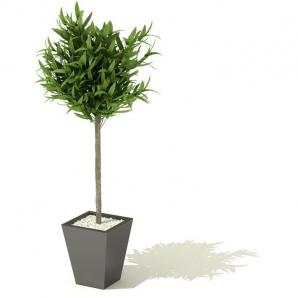 像富贵竹的盆栽植物