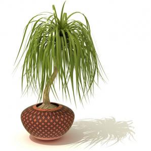 图案纹样花盆、酒瓶兰盆栽植物