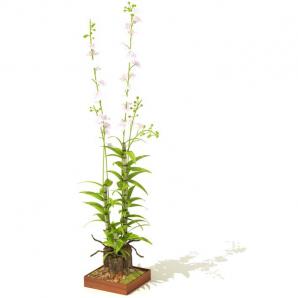 随意草盆栽植物