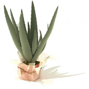 茂盛的芦荟盆栽植物